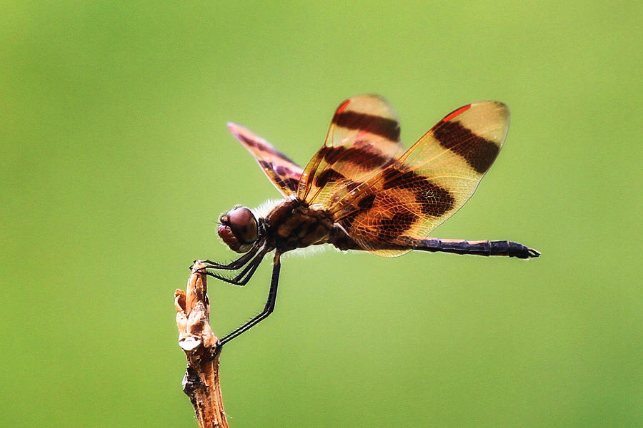 Pennant Dragonflies Photograph by Juli Ellen