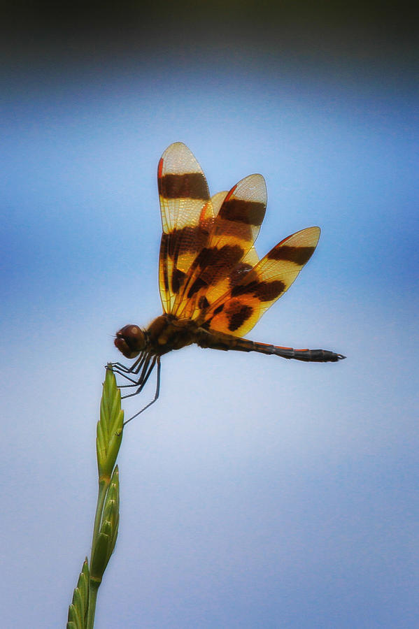 Pennant Dragonfly  Photograph by Juli Ellen