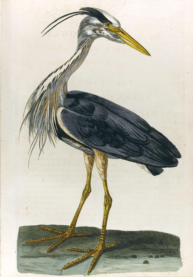 Pennant, Thomas. The British Zoology. Class I. Quadrupeds. Ii. Birds 