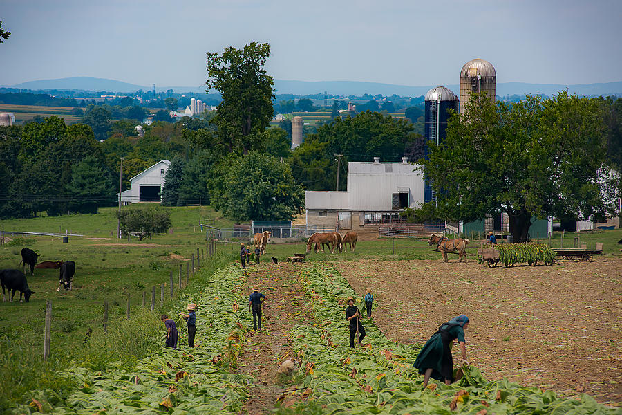 Pennsylvania Amish Harvest Photograph by Stan Dzugan | Fine Art America