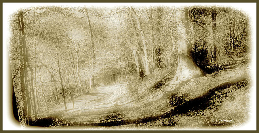 Pennsylvania Forest Trail in Spring Photograph by A Macarthur Gurmankin