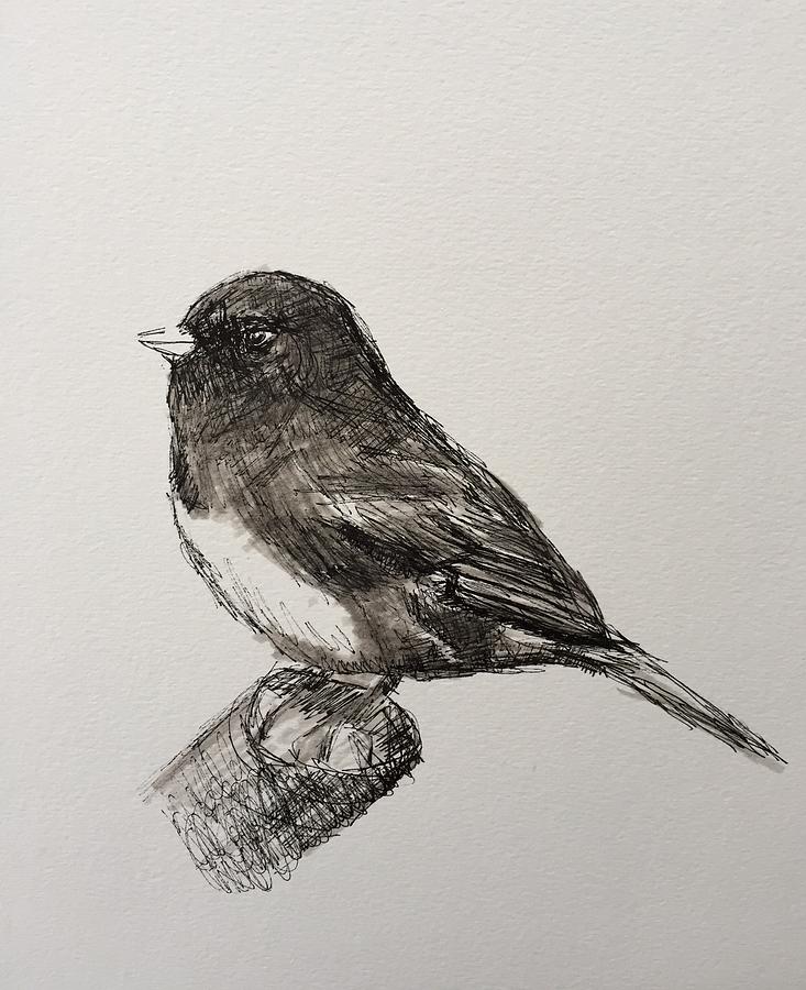 Pennsylvania Junco Drawing by Gail Eisenfeld