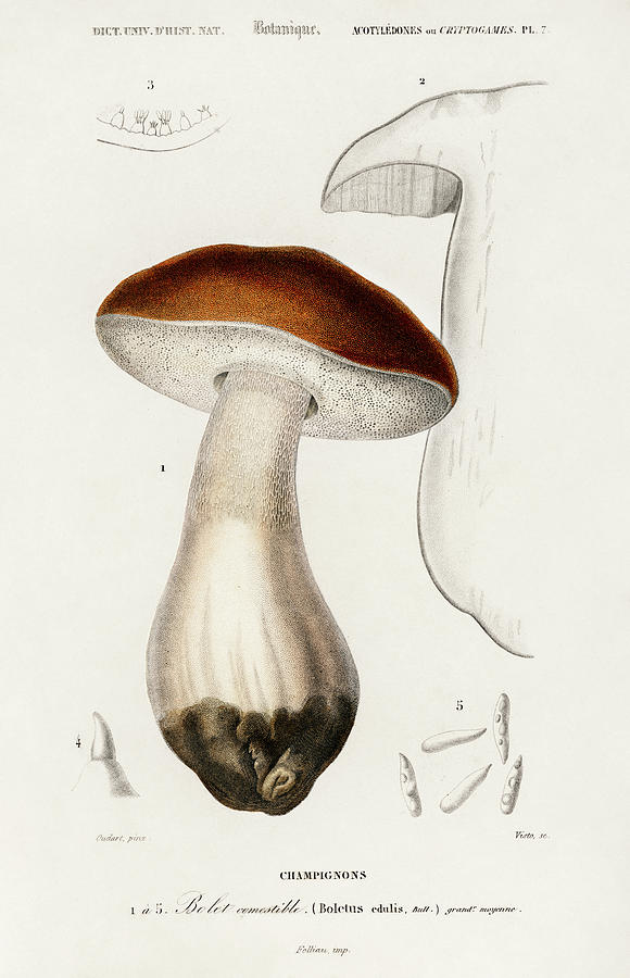 Penny bun -Boletus edulis illustrated by Charles Dessalines Painting by Vincent Monozlay