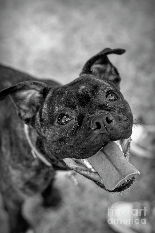 Penny - Dog Portrait Photograph by Adrian De Leon Art and Photography