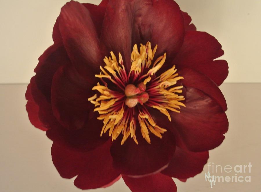 Flower Photograph - Penny Peony by Marsha Heiken