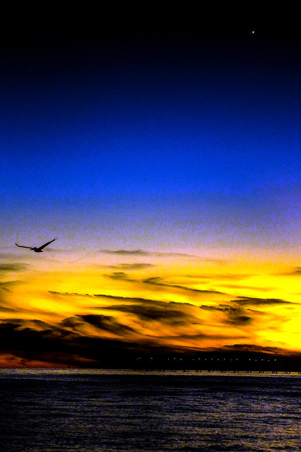 Pensacola Gull Set Photograph by Jeff Kurtz