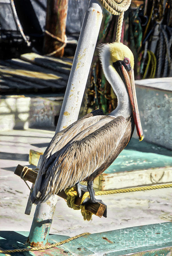 Pensacola Panhandle Pelican Photograph by Mel Steinhauer