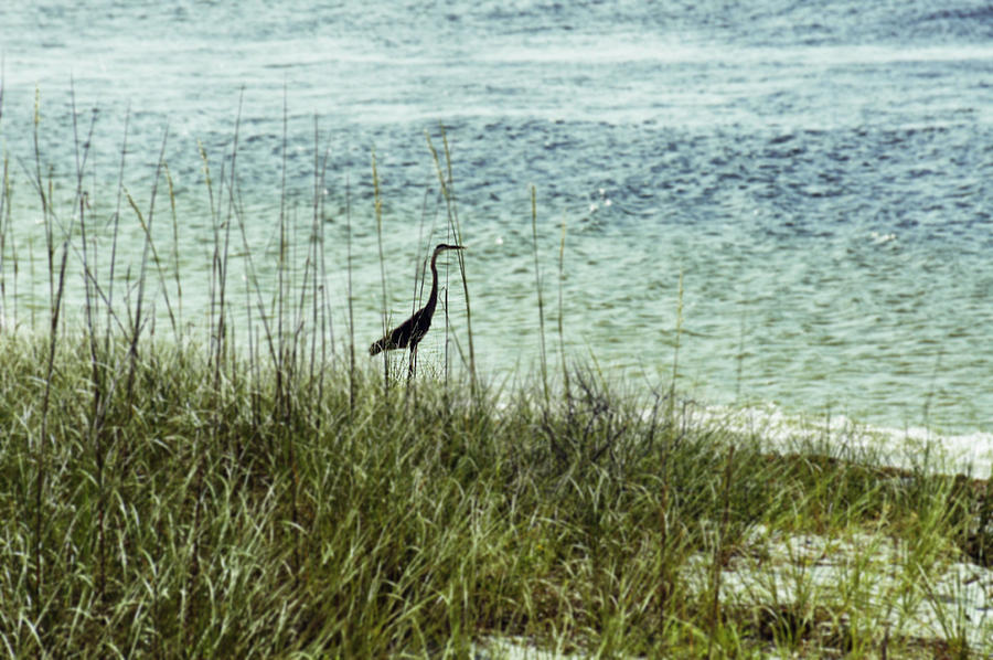 Pensacola Shore Bird Photograph by Laurie Perry