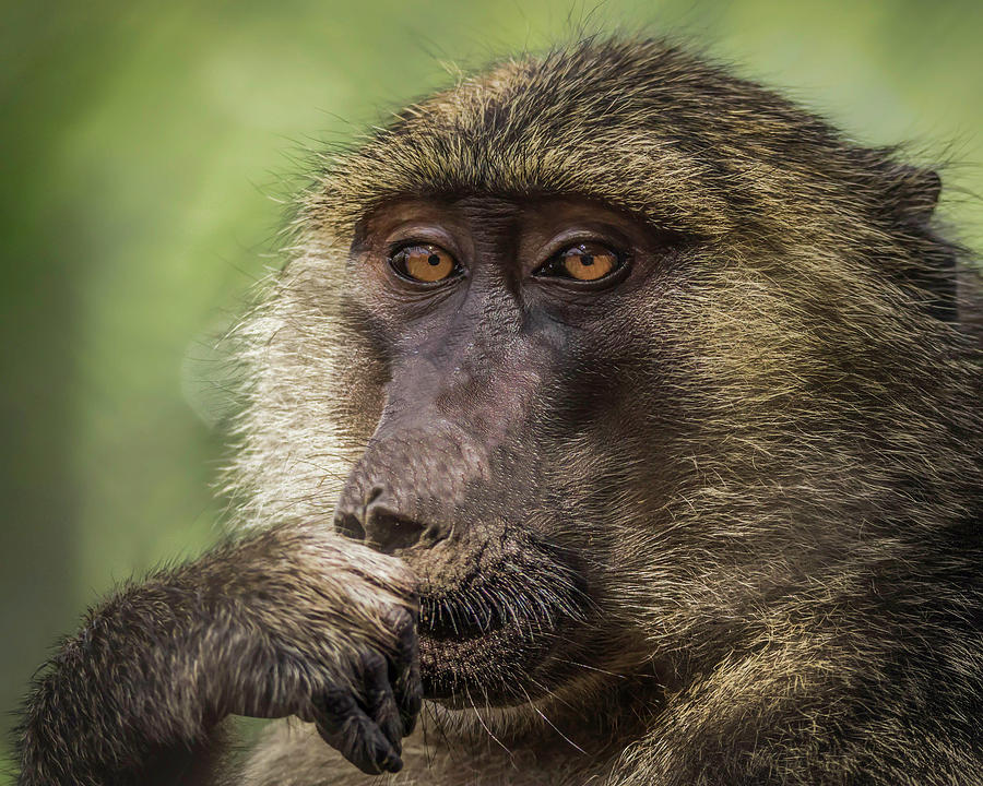 Pensive Baboon Photograph by Teresa Wilson