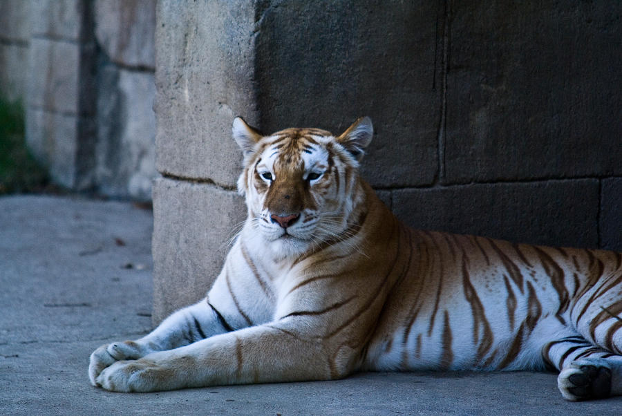 Pensive Bengal Tiger Photograph by Douglas Barnett