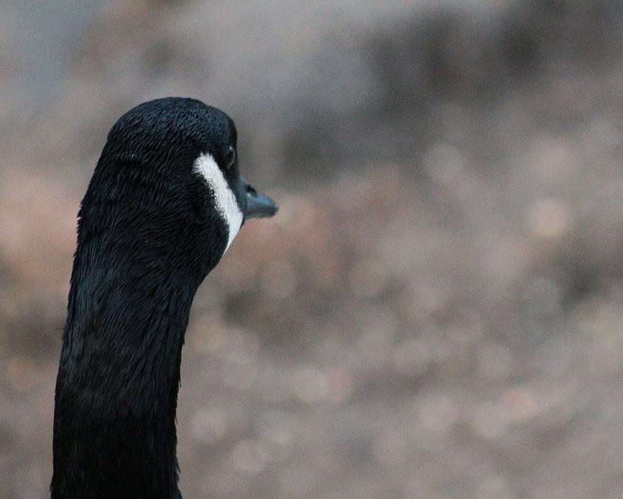 Pensive Goose Photograph