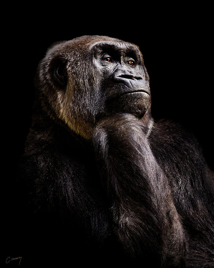 Pensive Gorilla Photograph