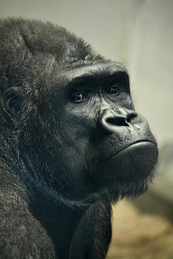 Pensive Gorilla Photograph by Richard Bryce and Family