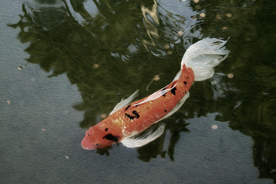 Pensive Koi in muted color Photograph by Bonnie Follett