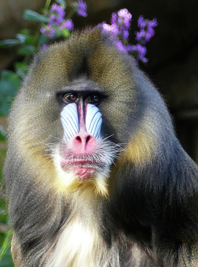 Watchful Male Mandrill Photograph by Margaret Saheed