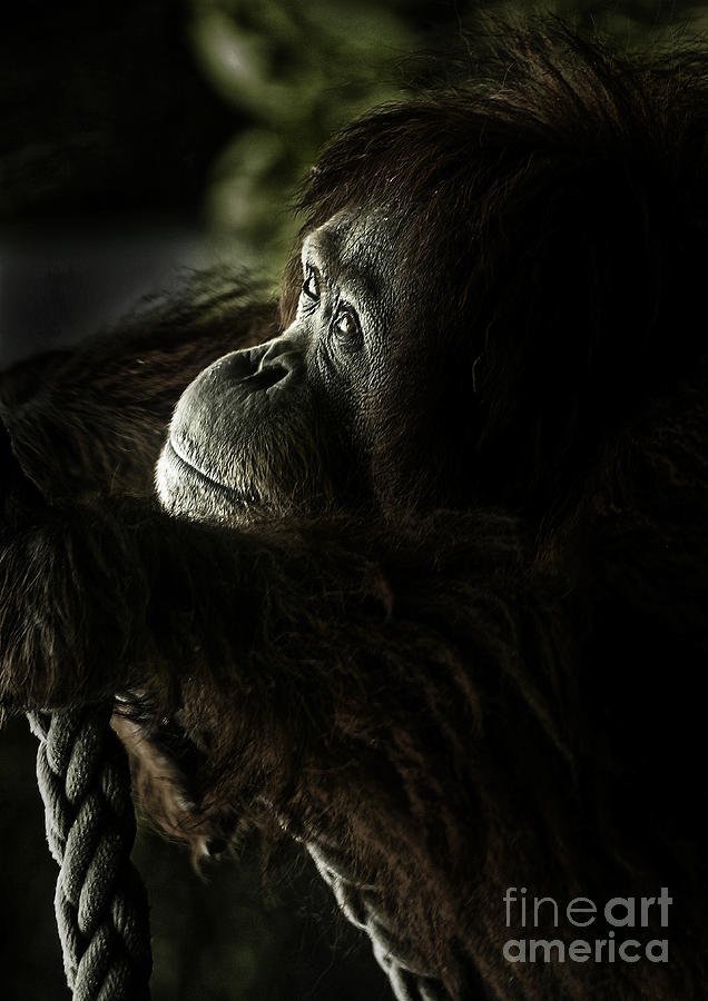 Orang Utan Photograph - Pensive orang utan by Sheila Smart Fine Art Photography