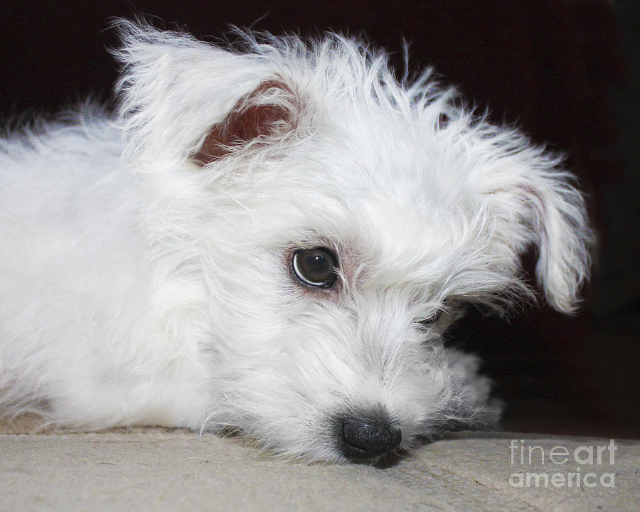 Pensive Puppy Photograph by Terri Waters