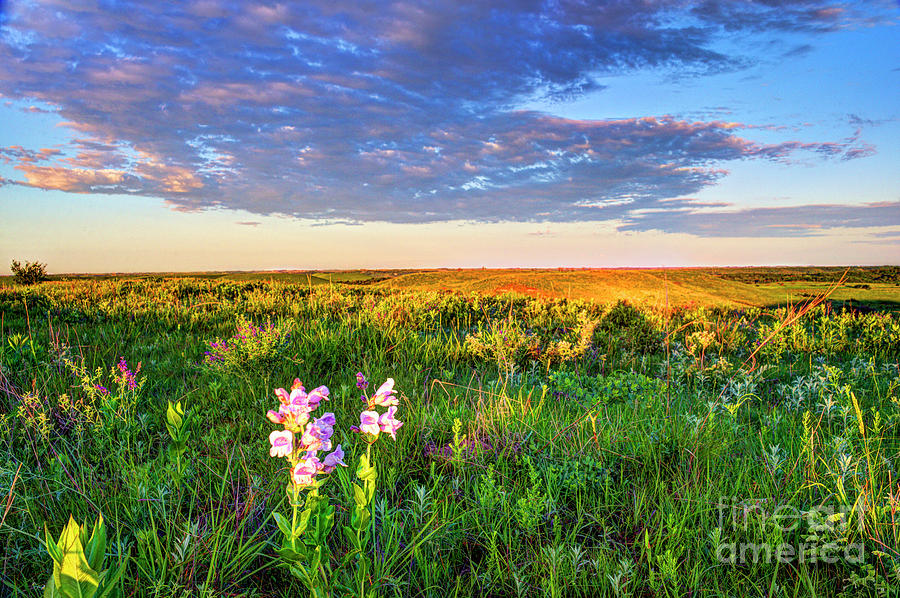 Penstemon Abloom in the Flint Hills Photograph by Jean Hutchison