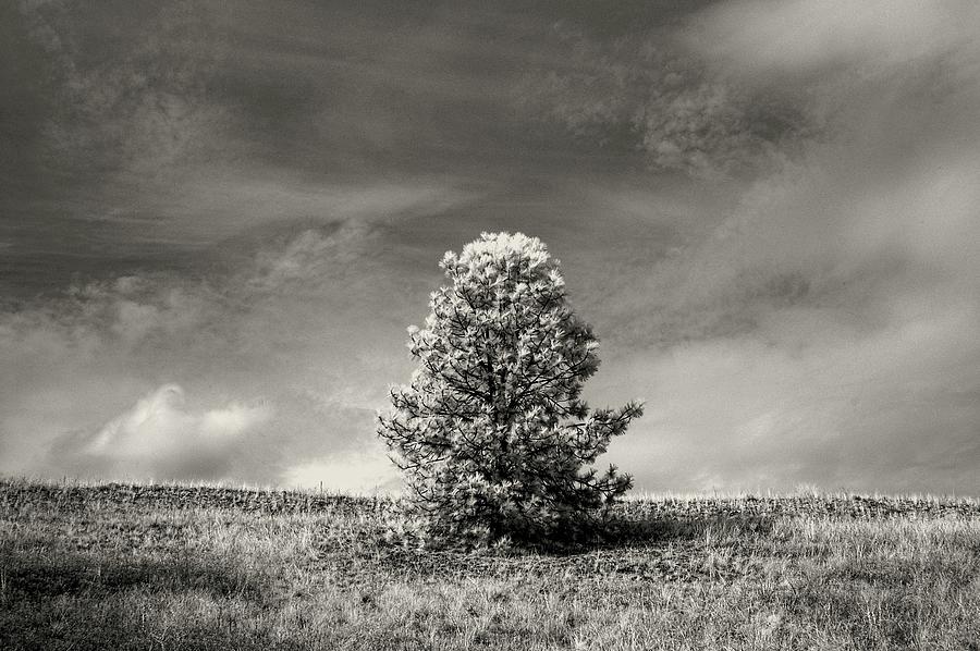 Penticton Pine Photograph by Bill Kellett