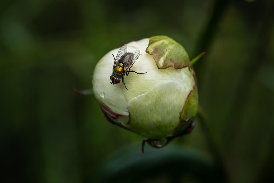 Peone bud with fly Photograph by Kevin Giannini