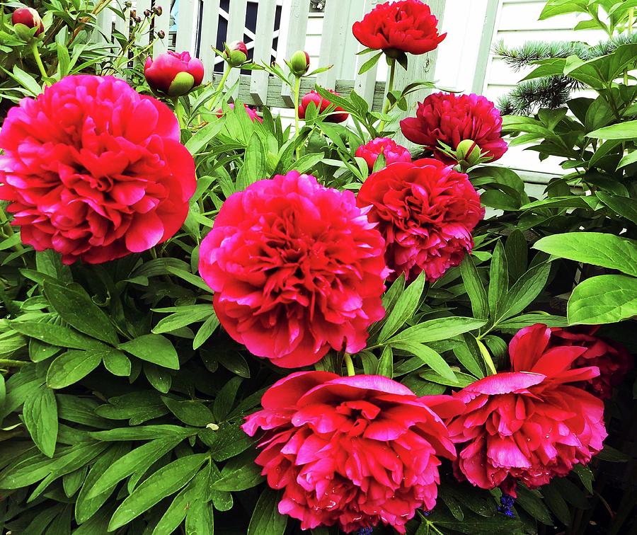 Peonies 1 Photograph by Ron Kandt