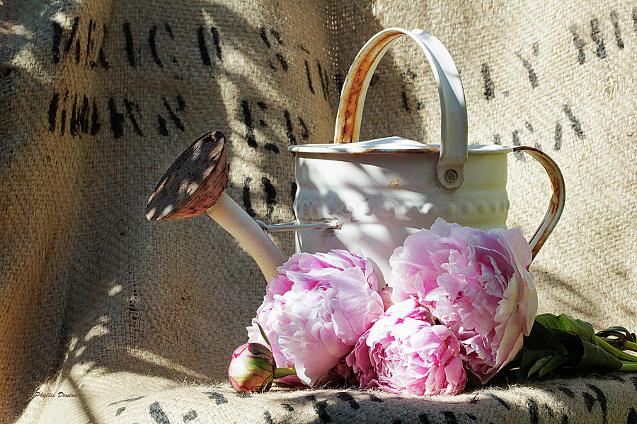 Peonies And Old Watering Can Photograph by Phyllis Denton