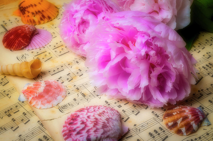 Peonies And Seashells Photograph by Garry Gay