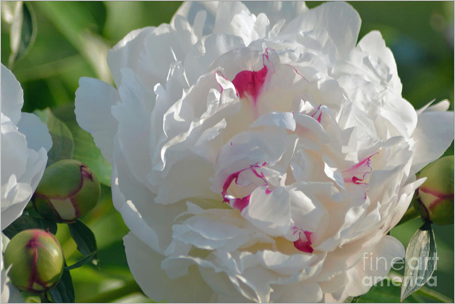 Spring Photograph - Peonies Blossoms by Luv Photography