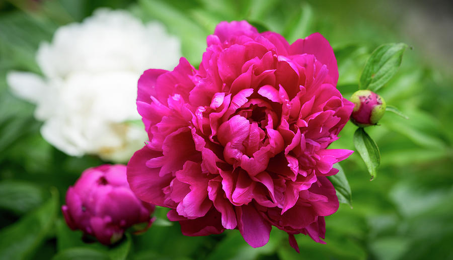 Peonies Photograph by Cathy Donohoue