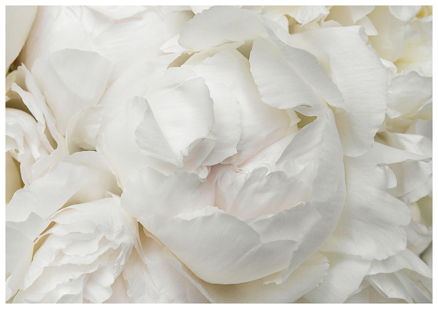 Peonies Delicate Petals Photograph by Lenny Carter