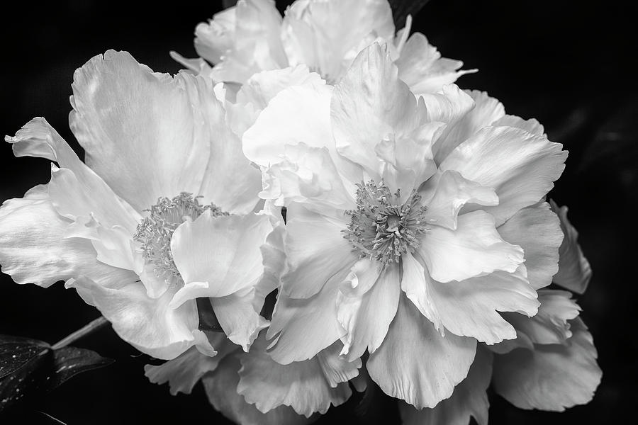 Peonies Photograph by Eunice Gibb