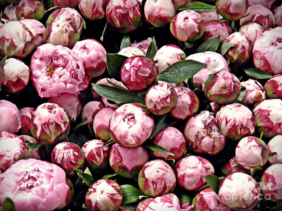 Peonies for Sale Photograph by Sarah Loft