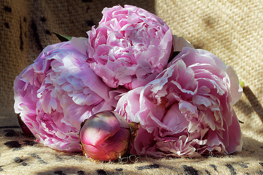 Peonies From The Garden Photograph by Phyllis Denton