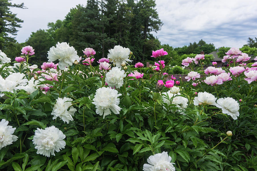 Peonies in Garden Photograph by Ann Moore