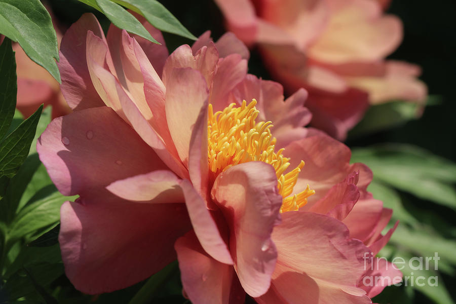Peonies in Peach Photograph by Rachel Cohen