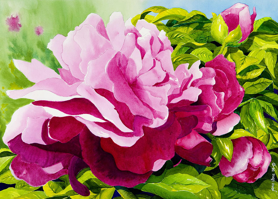 Summer Painting - Peonies in Pink by Janis Grau