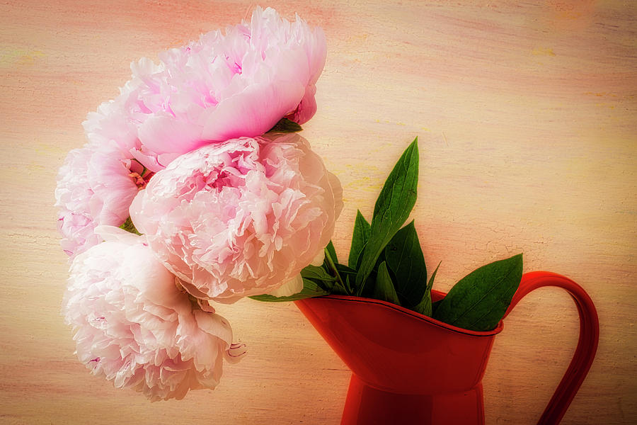 Peonies In Pitcher Photograph by Garry Gay