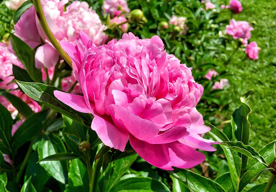 Peonies in Spring Photograph by Chris Berrier