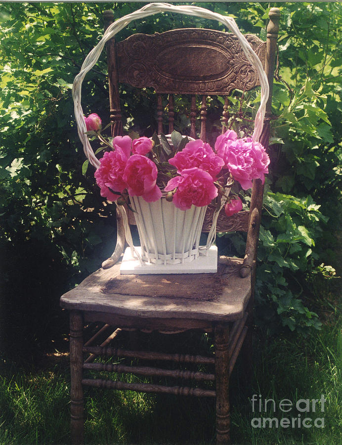 Peonies in White Vintage Basket - Shabby Cottage Chic Garden Vintage Chair Basket of Peonies Photograph by Kathy Fornal