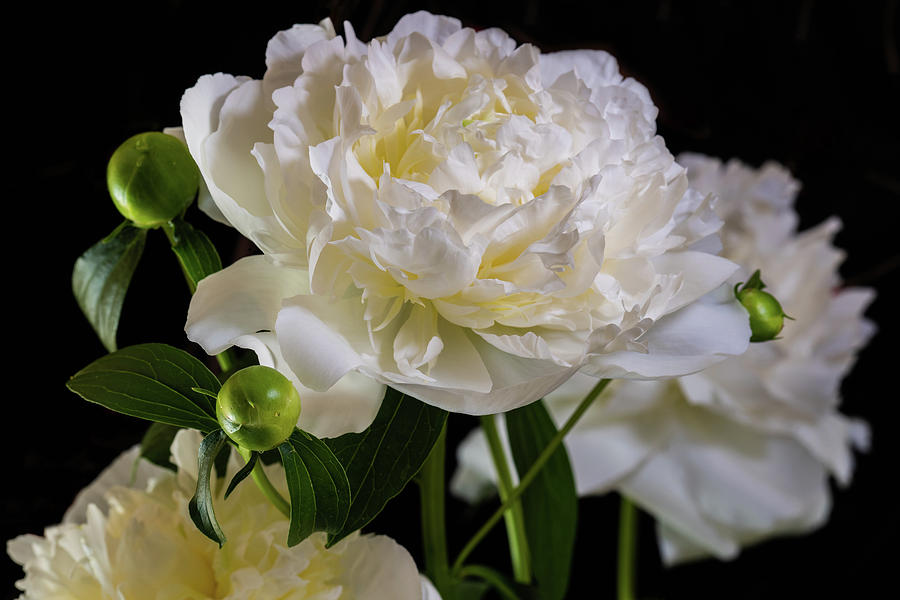 Peonies On Black Velvet I Photograph by Ron Dubreuil