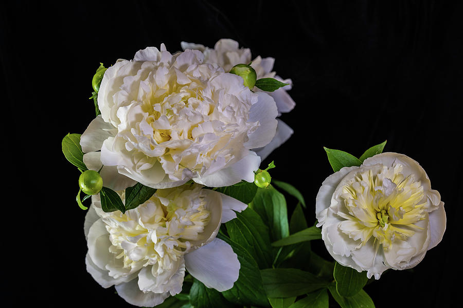Peonies On Black Velvet II Photograph by Ron Dubreuil