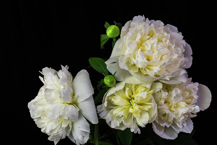 Peonies On Black Velvet III Photograph by Ron Dubreuil