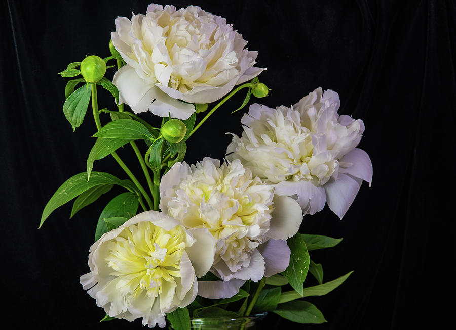 Peonies On Black Velvet IV Photograph by Ron Dubreuil