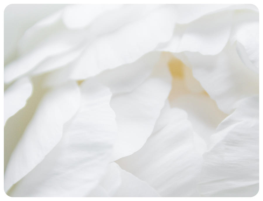 Peonies Petals Photograph by Lenny Carter
