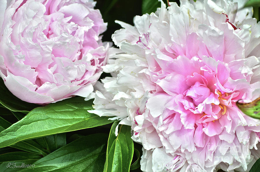 Peonies Photograph by Rod Farrell