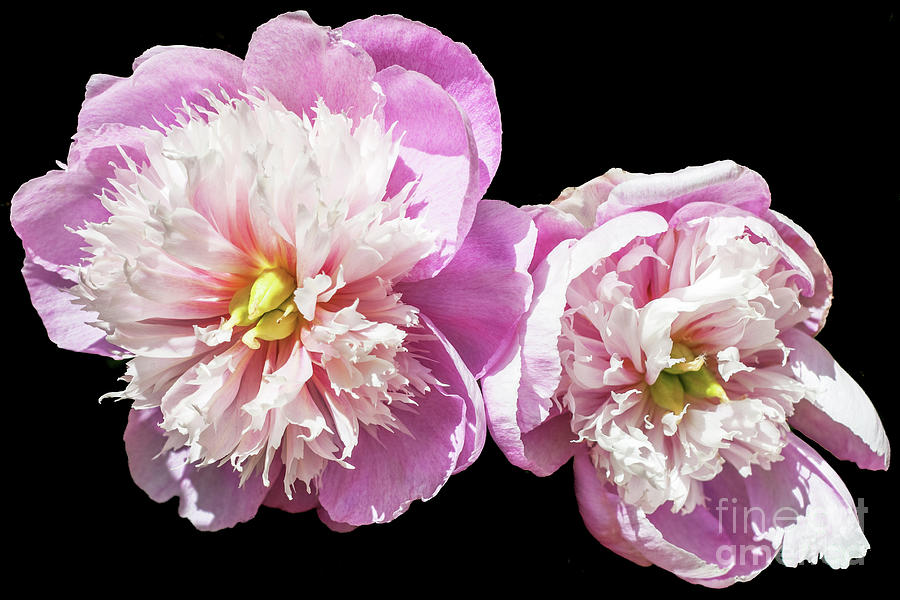 Peonies Photograph by Roselynne Broussard