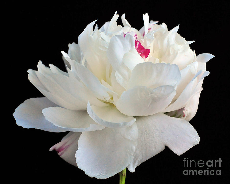 Flower Photograph - peony 6 Double White Peony I by Terri Winkler