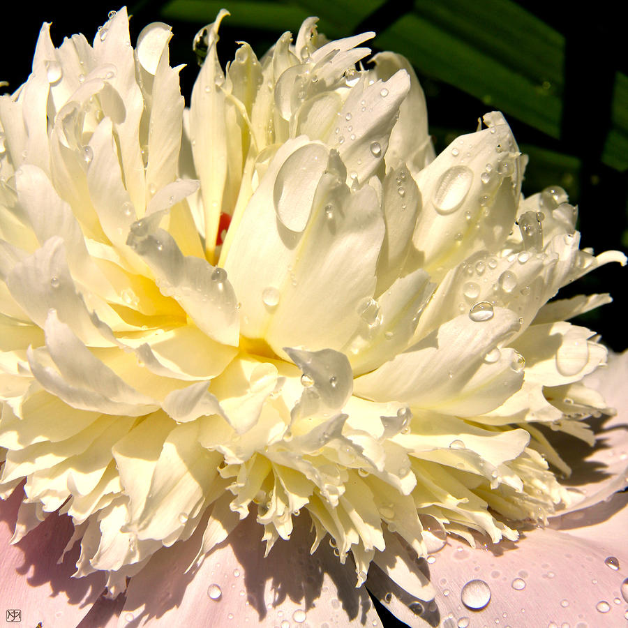 Peony after Rain Photograph by John Meader