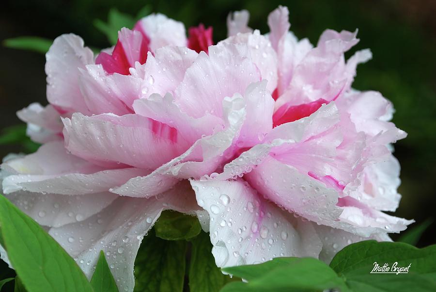 Peony After the Rain Photograph by Mattie Bryant