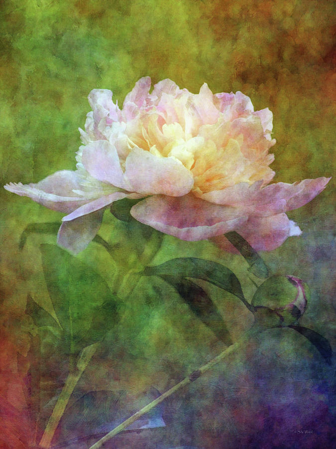 Peony and Bud 0756 IDP_2 Photograph by Steven Ward